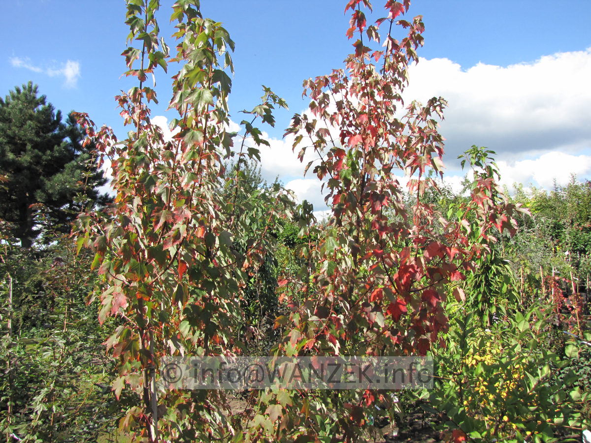 Acer rubrum Autumn Flame beginnende Herbstfaerbung.JPG